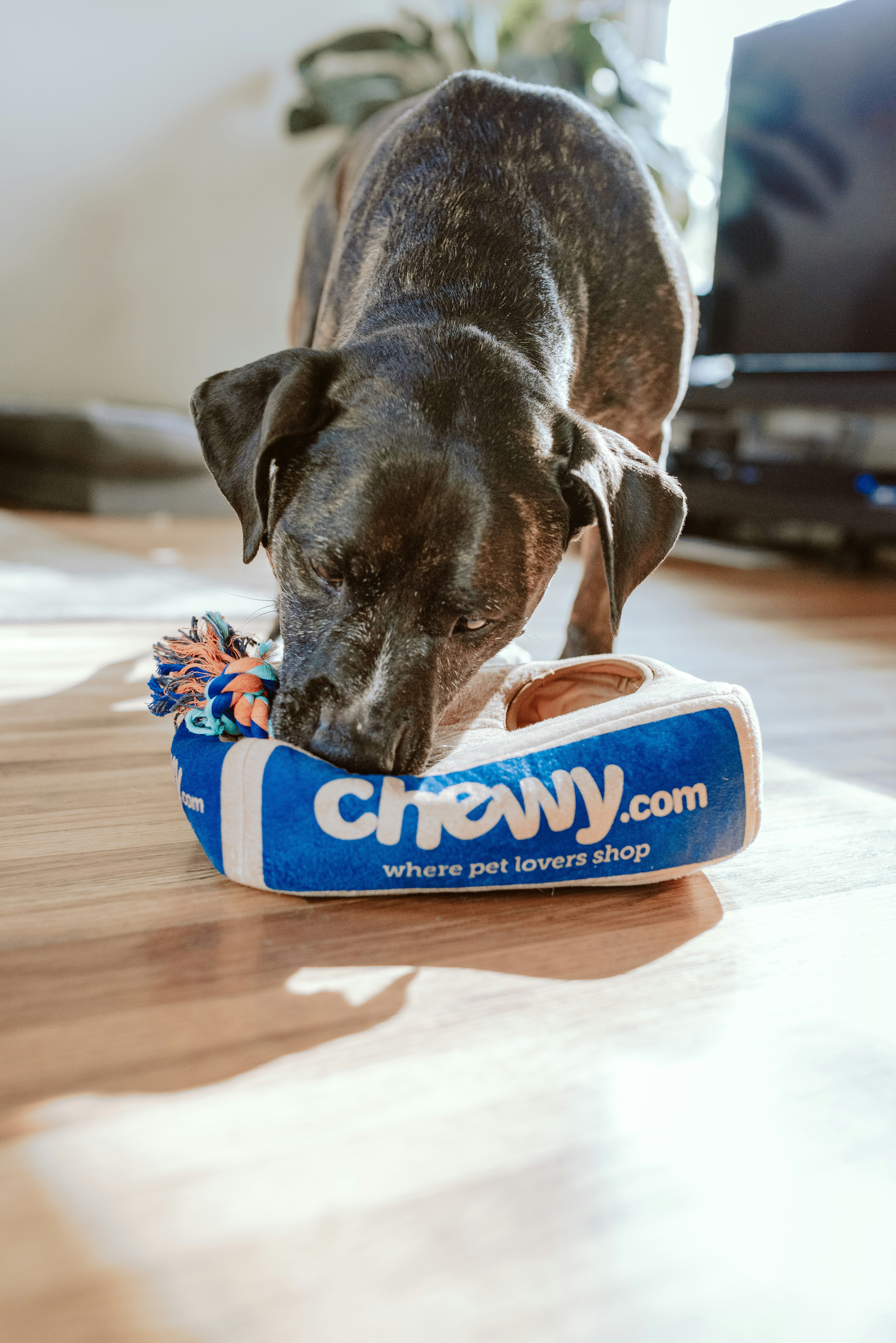 Pet Relocation & Care Services